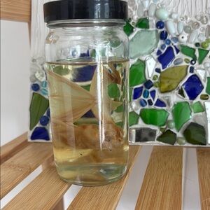 Glass Jar with Preserved bat